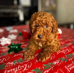 süßen Toypudel welpen 