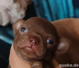 *Nur noch ein kleines schoko Mädchen mit Ahnentafel*