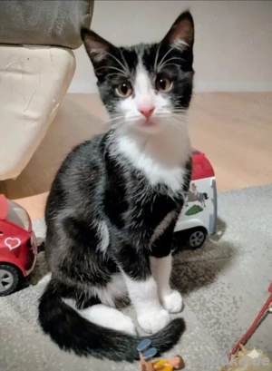 Hübscher Kater zu verkaufen