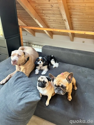 Hundebetreuung   Dogsitter   Urlaubsbetreuung Hund