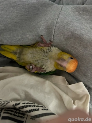 Suche jungen Rostkappenpapagei 