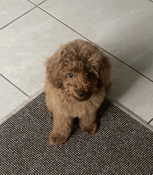 Asiatischer Toypudel