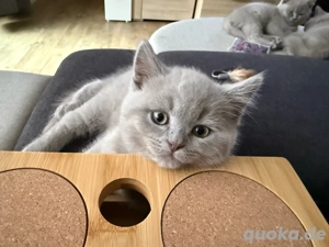 Nur noch 2 Reinrassige BKH-Kitten in Blue ab sofort abzugeben