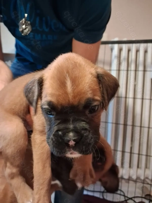 Boxer-Mix Welpen