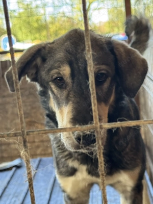 Kaji ca. 48 cm   Hat viel Glück gehabt