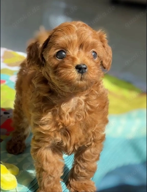 süße Toy pudelwelpen