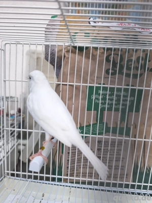 Weiß Kanarien Rezessiv 