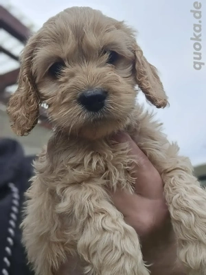 Cockapoo Cockerpoo Welpe Hündin Apricot 