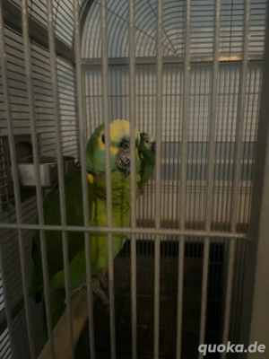 Blaustern amasons papgeien