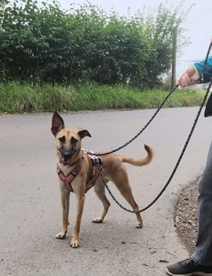 Freundliche Cleo sucht ihre Familie  Bild 3