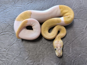 Zwei wunderschöne Piebald Weibchen von 2025 abzugeben