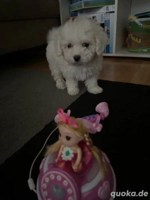 Malteser Welpen 