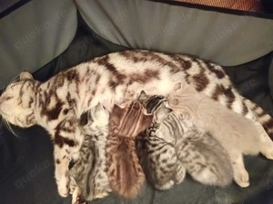 BKH Babykitten (ab Mitte Januar)