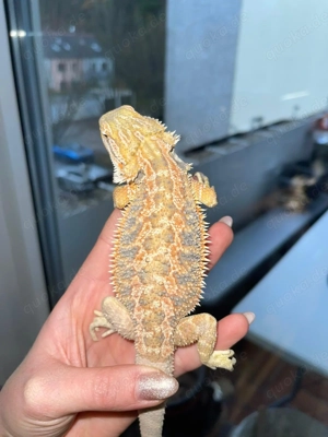 Bartagamen Baby s zu verkaufen 