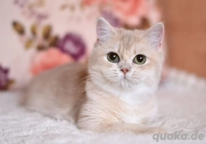 BKH  Prinzessin im seltenen Blau-Gold zu vergeben