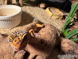 3 Leopardgeckos mit exoterra