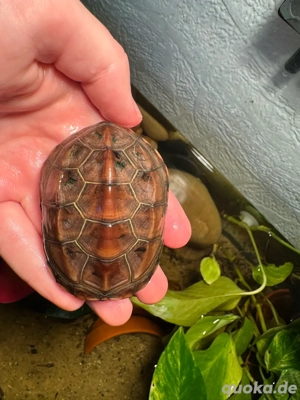 3 Dreikielschildkröten mit aquarium und unterschrank