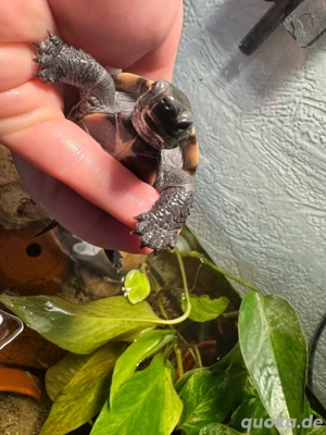 3 Dreikielschildktöten mit aquarium