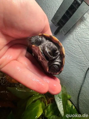 3 chinesische Dreikielschildkröten