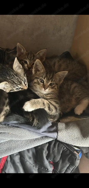 Baby Kitten 12 Wochen alt sind zur zeit alle reserviert 