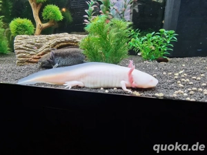 2 Axolotl Damen