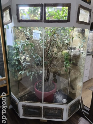 Tausch oder Verkauf Trioceros jacksonii xantholophus  Pärchen 1.1 mit Großem Terra Bild 4