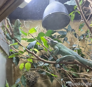 Tausch oder Verkauf Trioceros jacksonii xantholophus  Pärchen 1.1 mit Großem Terra