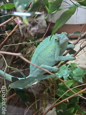 Tausch oder Verkauf Trioceros jacksonii xantholophus  Pärchen 1.1 mit Großem Terra Bild 3