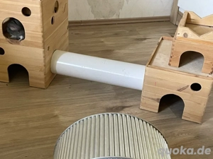 Chinchilla Familie sucht besseres zuhause