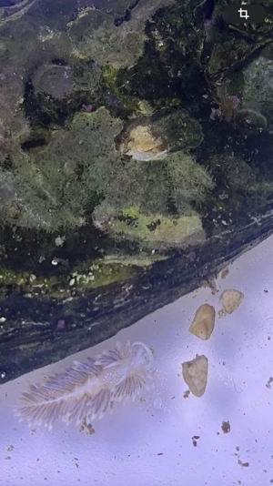 SUCHE Glasrosen (Aiptasia sp.) für Berghia-Zucht, Meerwasser Korallen Anemonen