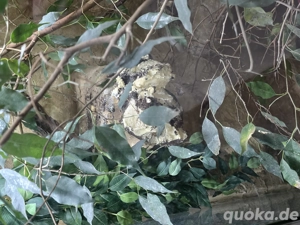 Tausch oder Verkauf Trioceros jacksonii xantholophus  Pärchen 1.1 mit Großem Terra Bild 5