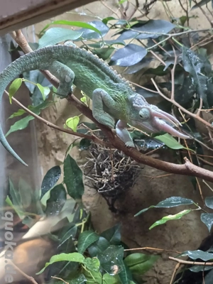 Tausch oder Verkauf Trioceros jacksonii xantholophus  Pärchen 1.1 mit Großem Terra Bild 2