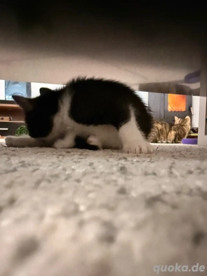 wünderschöne Babykitten