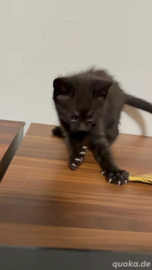 wünderschöne Babykitten