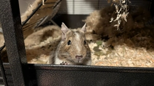 Degu weiblich 1.5 Jahre