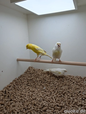 Isabell Opal Mosaik Kanarienvögel 