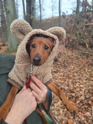 Edelzucht Zwergpinscherwelpen suchen neues Zuhause 