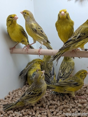 Grün Achat Kanarienvögel 