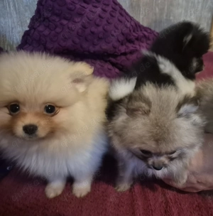 Mini Zwergspitz Pomeranian Welpen