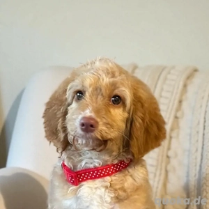 Labradoodle Medium Welpen   bestens vorbereitet für ihren Start ins Leben