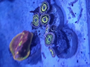 Meerwasser Aquarium  100l mit wertvollen Korallen und sehr guter Technik