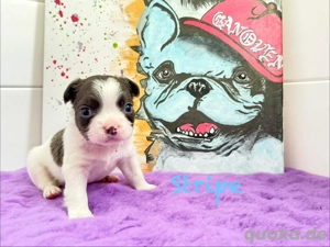 Französische Bulldoggen Welpen in Farbe und Bunt 