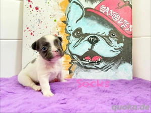 Französische Bulldoggen Welpen in Farbe und Bunt 