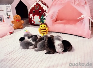 Reinrassige Bkh Kitten