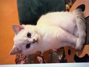 BKH Katze Kater Kitten Weiß Blaue Augen Erbkrankheiten getestet Stammbaum 