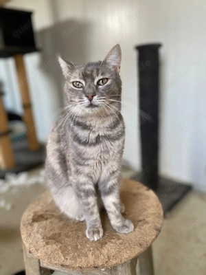 Paula - Die sanfte Kuschelmaus sucht ihr Für-Immer-Zuhause