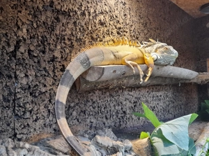 Leguan aus Nachlass 