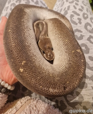 1.0 Hübscher Pastel Super Black Pastel Königspython 