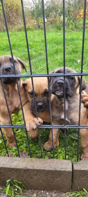 Cane Corso Boxer Mixe