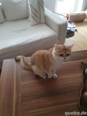 Britisch kurzhaar bkh black golden shell weiblich mit Stammbaum 